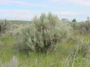 Sagebrush at Damsite